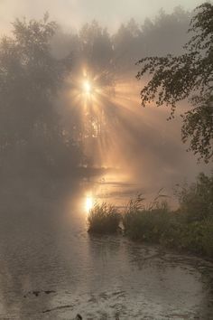 the sun shines through the foggy trees and water on a misty day in the woods