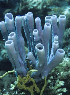 some very pretty blue and white corals on the ocean floor