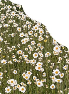 a field full of white and yellow daisies