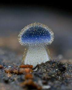 a small blue and white mushroom on the ground