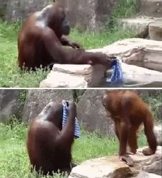 two pictures of an orangutan with a tie on, and another one in the grass