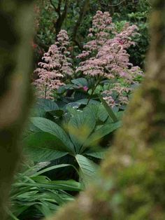 some pink flowers and green leaves in the woods