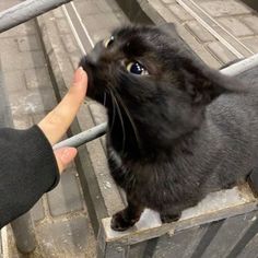 a black cat is being petted by someone's hand while standing on some steps