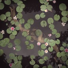 water lilies floating on top of a pond filled with green leaves and pink flowers