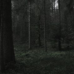 a dark forest with tall trees and green grass