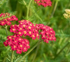 red flowers are blooming in the green grass