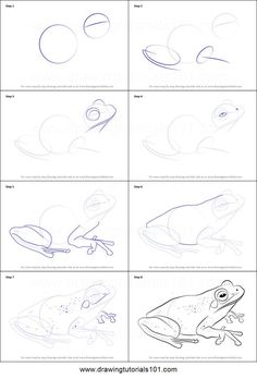 how to draw a frog step by step