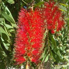 red flowers growing on the side of a tree