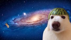 a white dog wearing a green hat next to a spiral galaxy with a cat on it's head