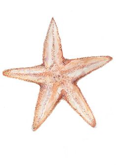 an image of a starfish in watercolor and ink on paper by artist susan grisby