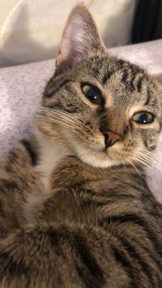 a close up of a cat laying on a bed