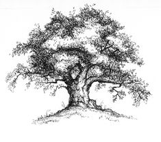 an ink drawing of a tree on white paper