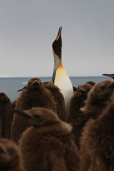 a group of penguins standing next to each other