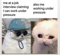 two cats wearing hats and sunglasses with caption that reads, me at a job interview claiming working under pressure