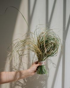 a person holding up a plant with long grass in it's hand, against a white wall