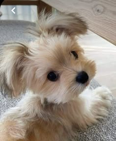 a small white dog sitting on top of a carpet next to a wooden table and chair