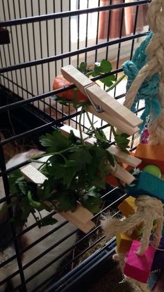 a cat is playing with a toy in a cage that has plants growing out of it