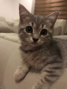 a small kitten sitting on top of a couch