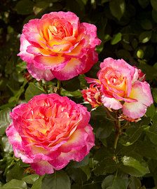 three pink roses blooming in the garden