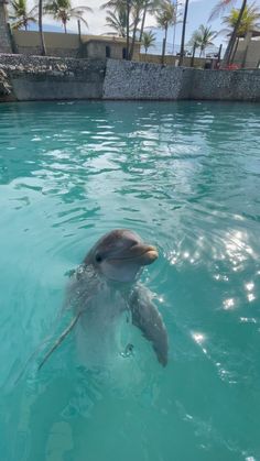 a dolphin is swimming in the water