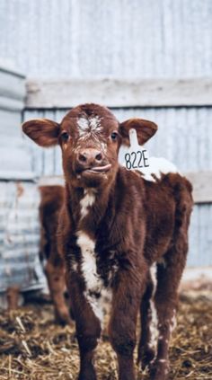 a brown and white calf standing in hay next to a building with a tag on it's ear