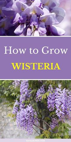 purple flowers with the words how to grow wisteria