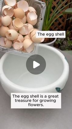 the egg shell is a great treasure for growing flowers and eggs in an egg carton