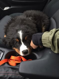 a black and white dog laying in the back seat of a car next to a persons hand