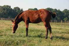 a brown horse grazing on grass in a fenced area with trees in the background