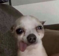 a small white dog sitting on top of a couch next to a brown pillow with its tongue hanging out