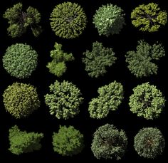 an aerial view of various trees and shrubs in different sizes, from top to bottom