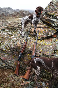 German Shorthaired Pointer Black, Upland Hunting, Pheasant Hunting, Shorthaired Pointer