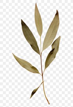 a branch with green leaves on it, transparent background png - leaf clipart