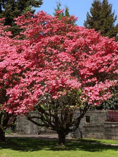 a large pink tree in the middle of a park