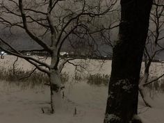 a snow covered field next to a tree with no leaves on it and some buildings in the distance