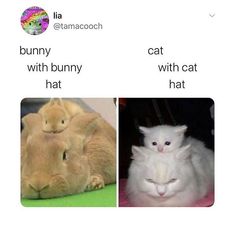 two pictures one with bunny and the other with cat, both have captions in english