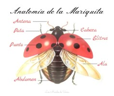 the anatomy of a ladybug on a white background with words in spanish and english