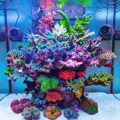 an aquarium filled with lots of colorful corals