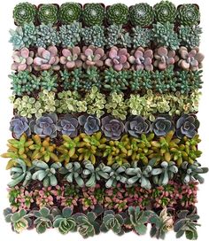 a large group of succulents in different colors and sizes