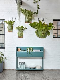 three green plants hanging on the wall above a blue shelf with plates and cups below