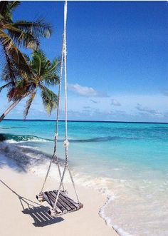 a swing hanging from the side of a palm tree on top of a sandy beach