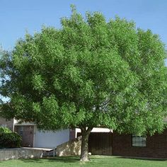 a large green tree in front of a house