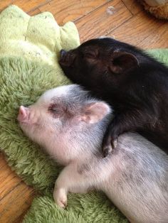 two small pigs cuddle together on a green blanket with the caption sweet dreams