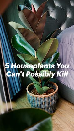 a potted plant sitting on top of a wooden floor next to a black leather headboard