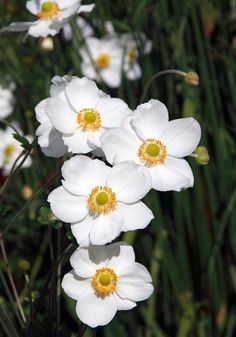 three white flowers with yellow center surrounded by green stems