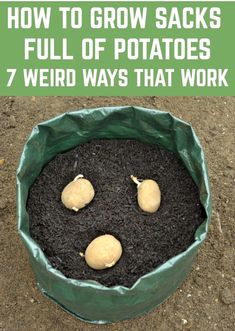 a bag filled with dirt and two potatoes in it, the words how to grow sacks full