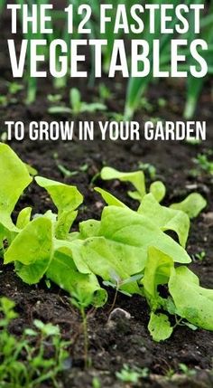 the 12 fastest vegetables to grow in your garden