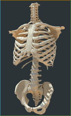 an image of a human skeleton showing the lower body and upper limb bones, including the ribs