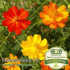 some orange and yellow flowers are in the grass with a sign that says honest seed co