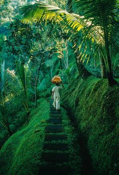 a person walking down a path with an umbrella over their head in the middle of lush green jungle